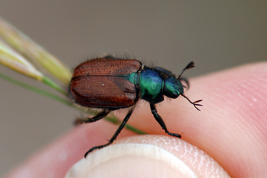 Maggiolino, Phyllopertha horticola